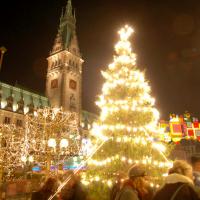 0897_4255 Tannenbaum, Nadelbaum mit Lichterketten auf dem Hamburger Weihnachtsmarkt vor dem Rathaus. | 